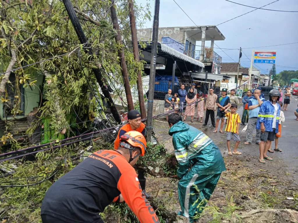 Pohon Asem Tumbang di Sumberpasir Pakis, Beberapa Rumah Warga Rusak
