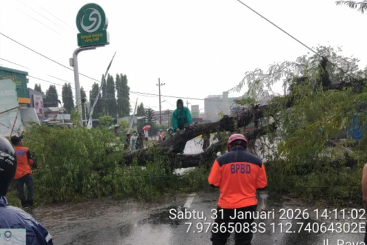 Cuaca Ekstrem Picu Pohon Tumbang Beruntun di Malang, Tiga Rumah Warga Rusak