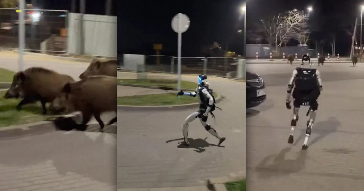 Viral Video Robot Humanoid Lari Mengejar Babi Hutan di Warsaw Polandia