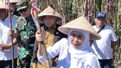 Gubernur Jatim dan Bupati Malang Pimpin Panen Tebu Serentak di Gondanglegi
