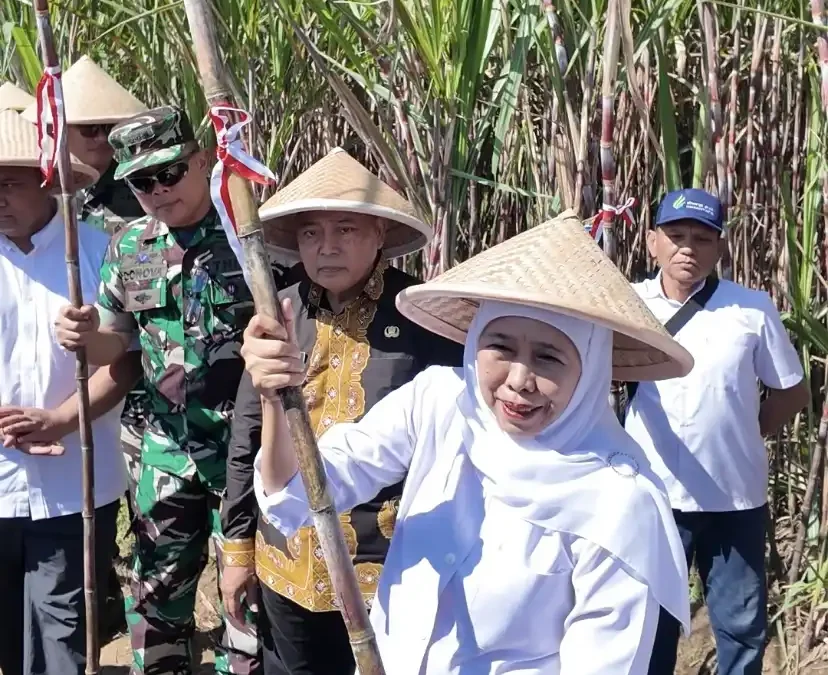 Gubernur Jatim dan Bupati Malang Pimpin Panen Tebu Serentak di Gondanglegi