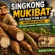 Sejarah Tentang Singkong Mukibat, Dari Siasat Petani Kediri Melawan Pencuri