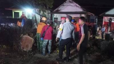 Pohon Mahoni Tumbang di Pakisaji Malang dan Timpa Kendaraan, Sembilan Orang Terluka