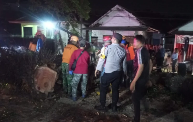 Pohon Mahoni Tumbang di Pakisaji Malang dan Timpa Kendaraan, Sembilan Orang Terluka